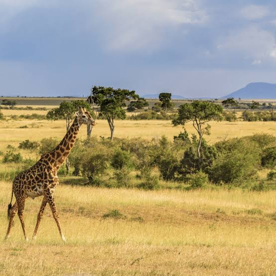 ¡Sudáfrica Increíble! Ciudad del Cabo & Safari ¡Sudáfrica Increíble! Ciudad del Cabo & Safari