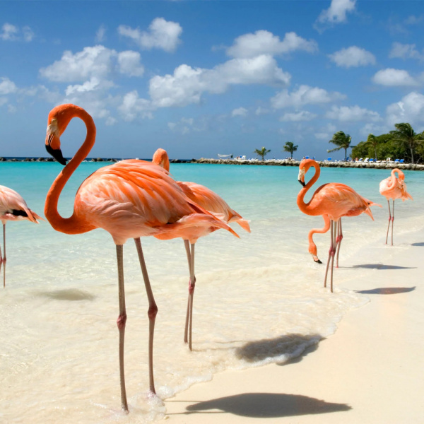 ¡Sol garantizado en Aruba!
